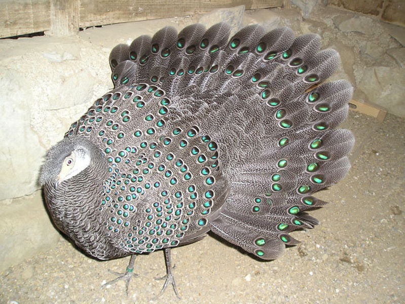 Pavji fazan by goran Kinkela