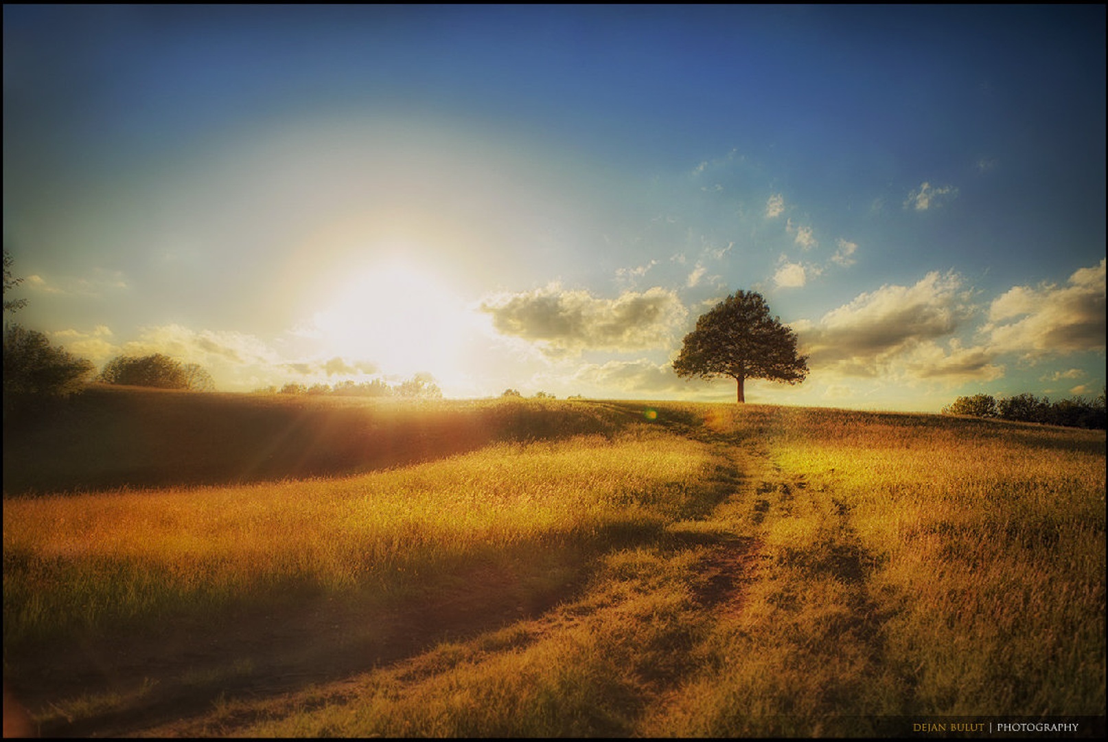 lonely tree by Dejan B