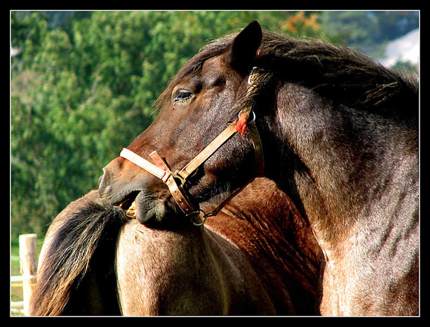 Ljubezenski ugriz by Valter Rupnik