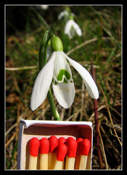 Hot Flower by Valter Rupnik
