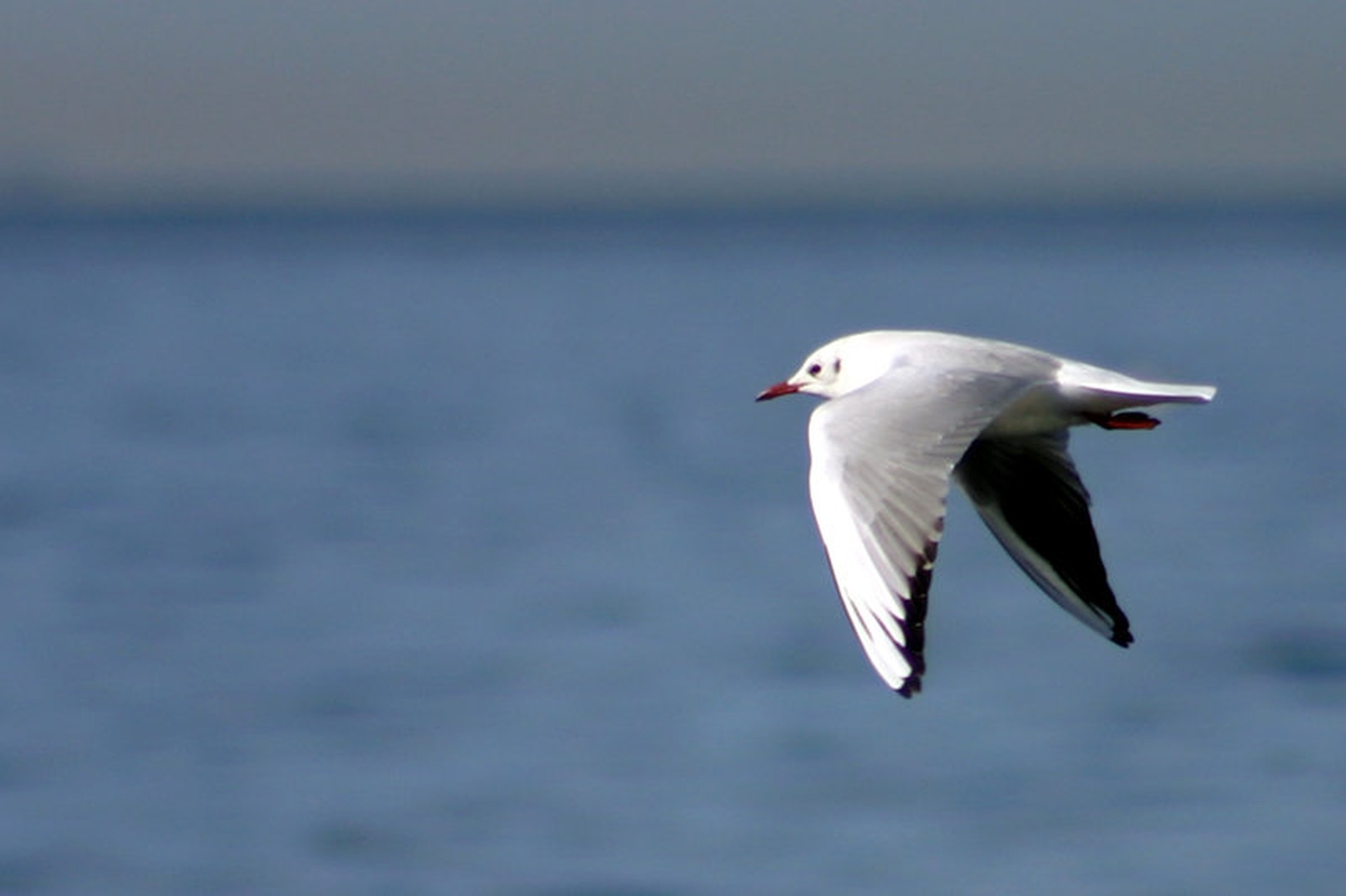 ...galeb2... by Matej Matos