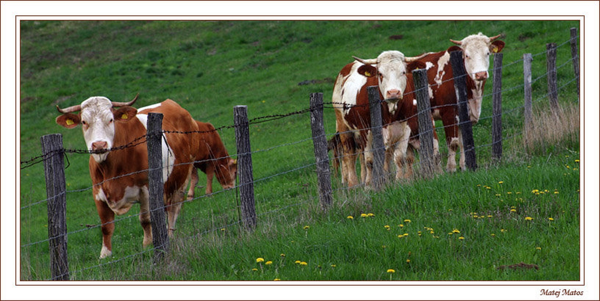 ...3 cows! by Matej Matos