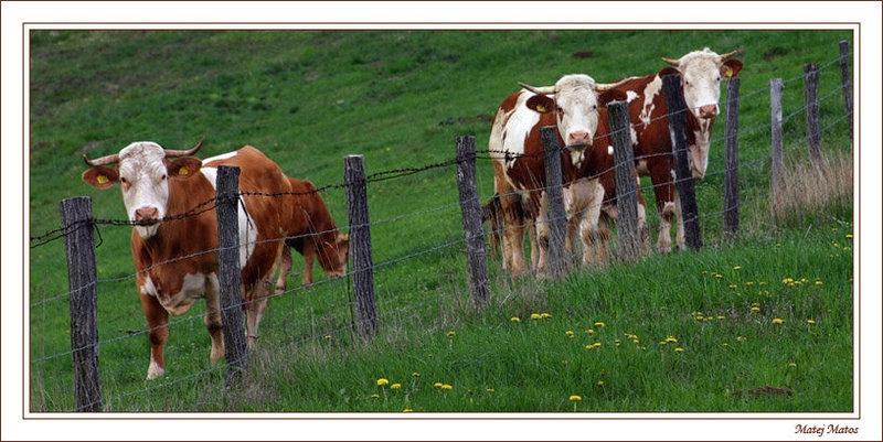 ...3 cows! by Matej Matos