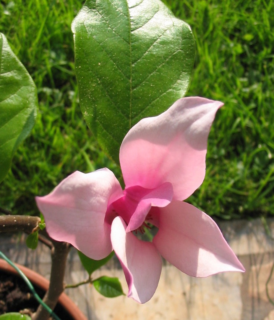 Magnolija by Zvonimir Sotler