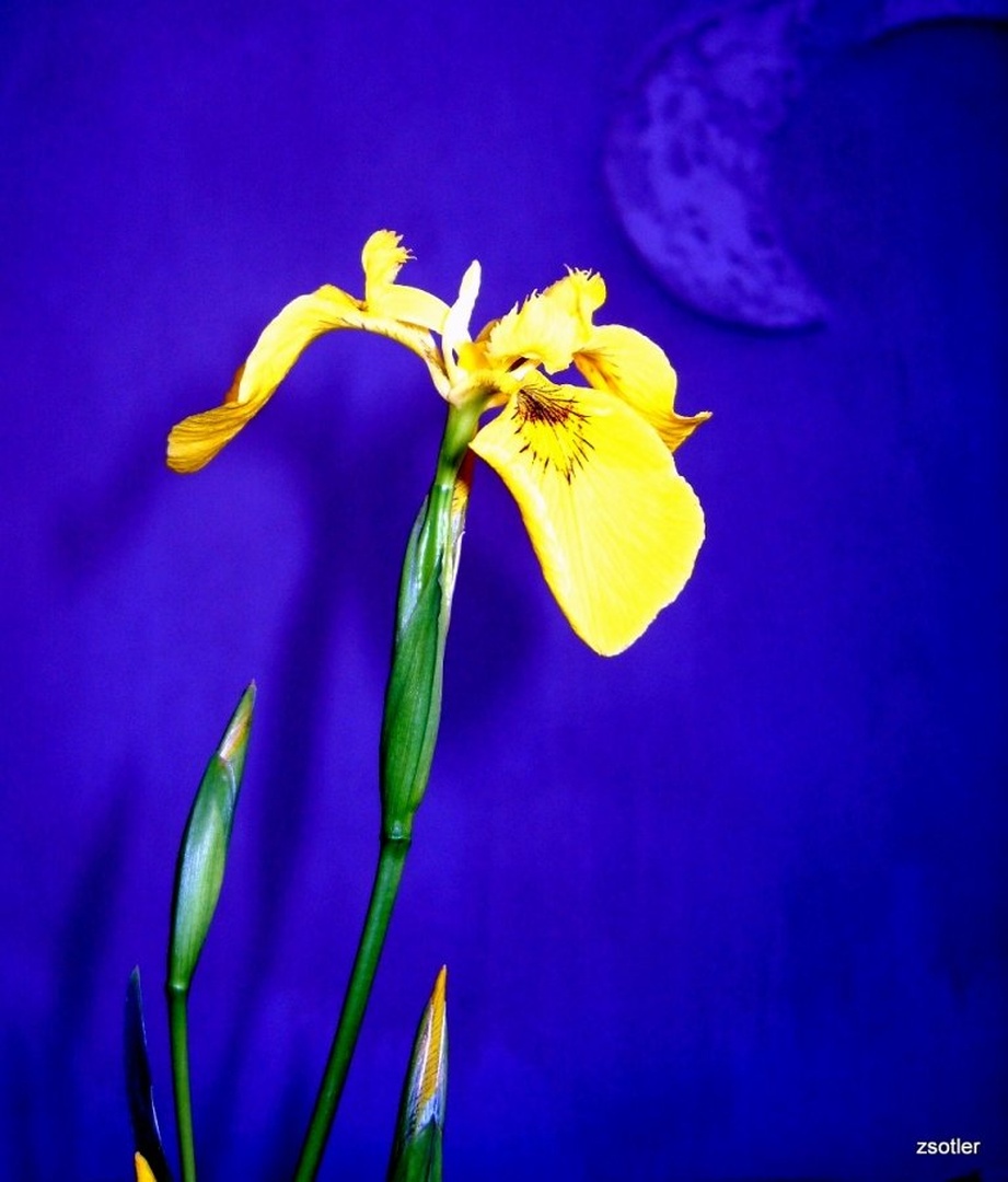 Iris by Zvonimir Sotler