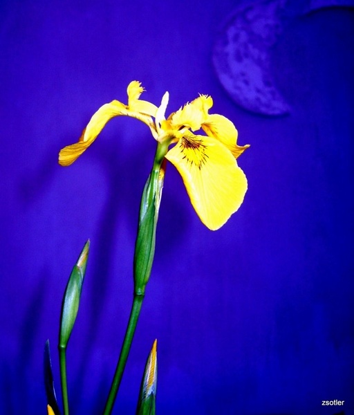 Iris by Zvonimir Sotler