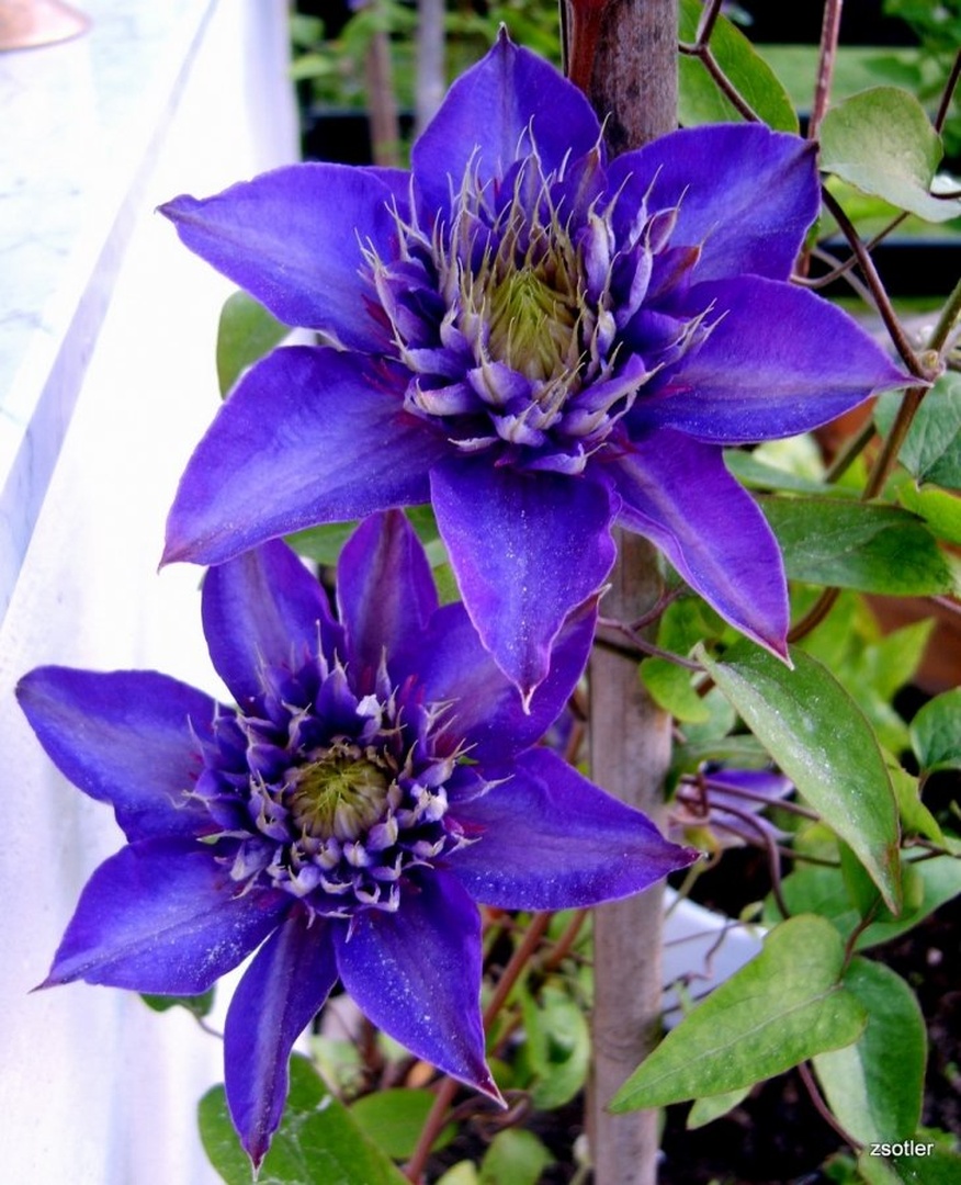 CLEMATIS by Zvonimir Sotler