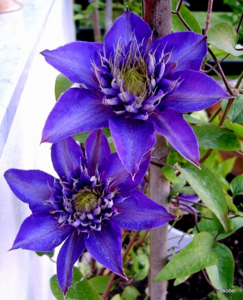 CLEMATIS by Zvonimir Sotler