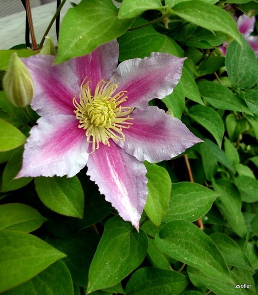 Clematis by Zvonimir Sotler