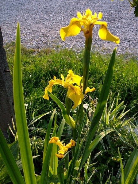 IRIS by Zvonimir Sotler