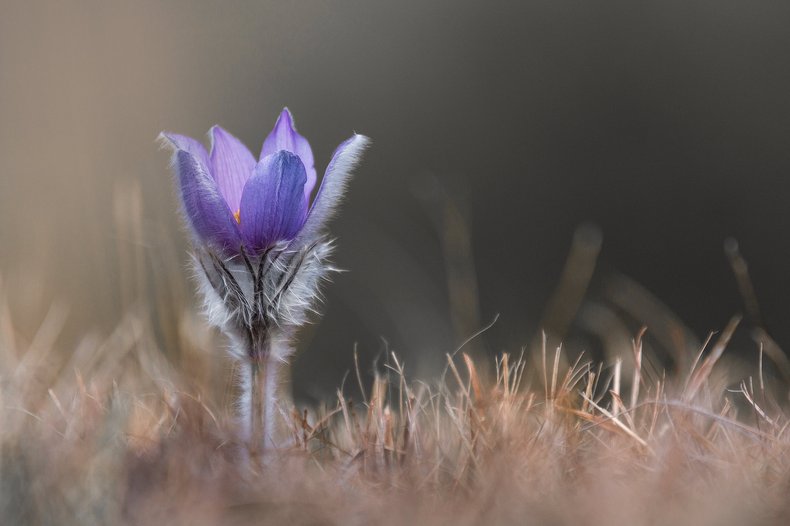 Pulsatilla Grandis by Jessie