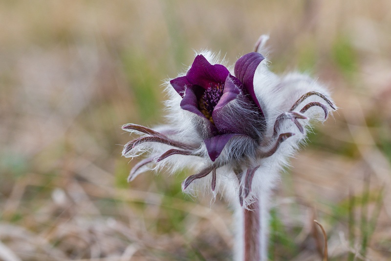 Pulsatilla Vulgaris by Jessie