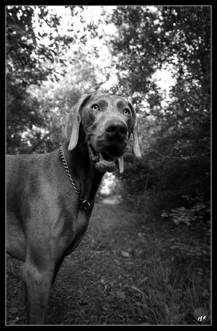Zapp by David Furlan