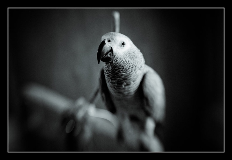 Lola by Andrija Majsen