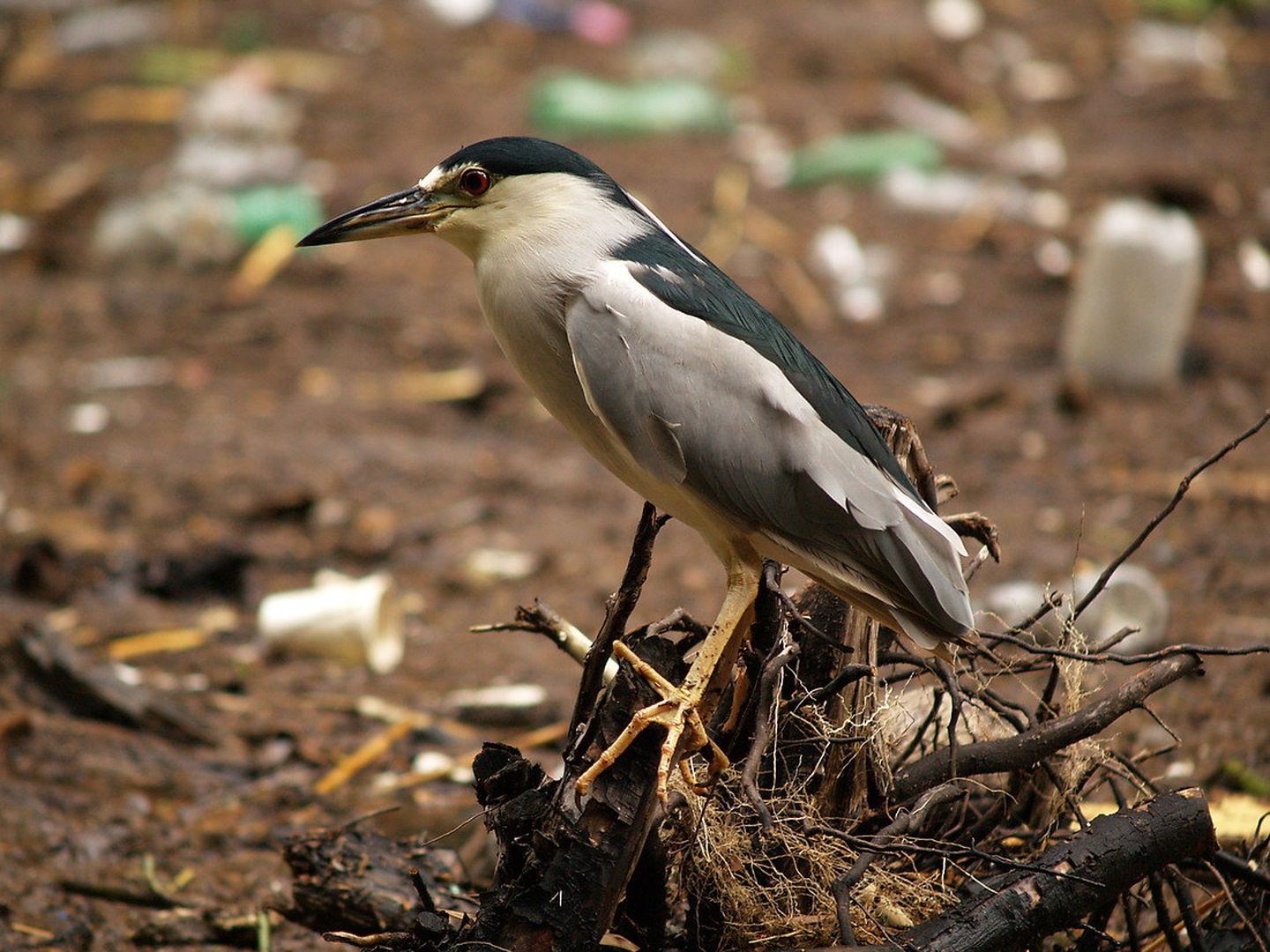 Bird by