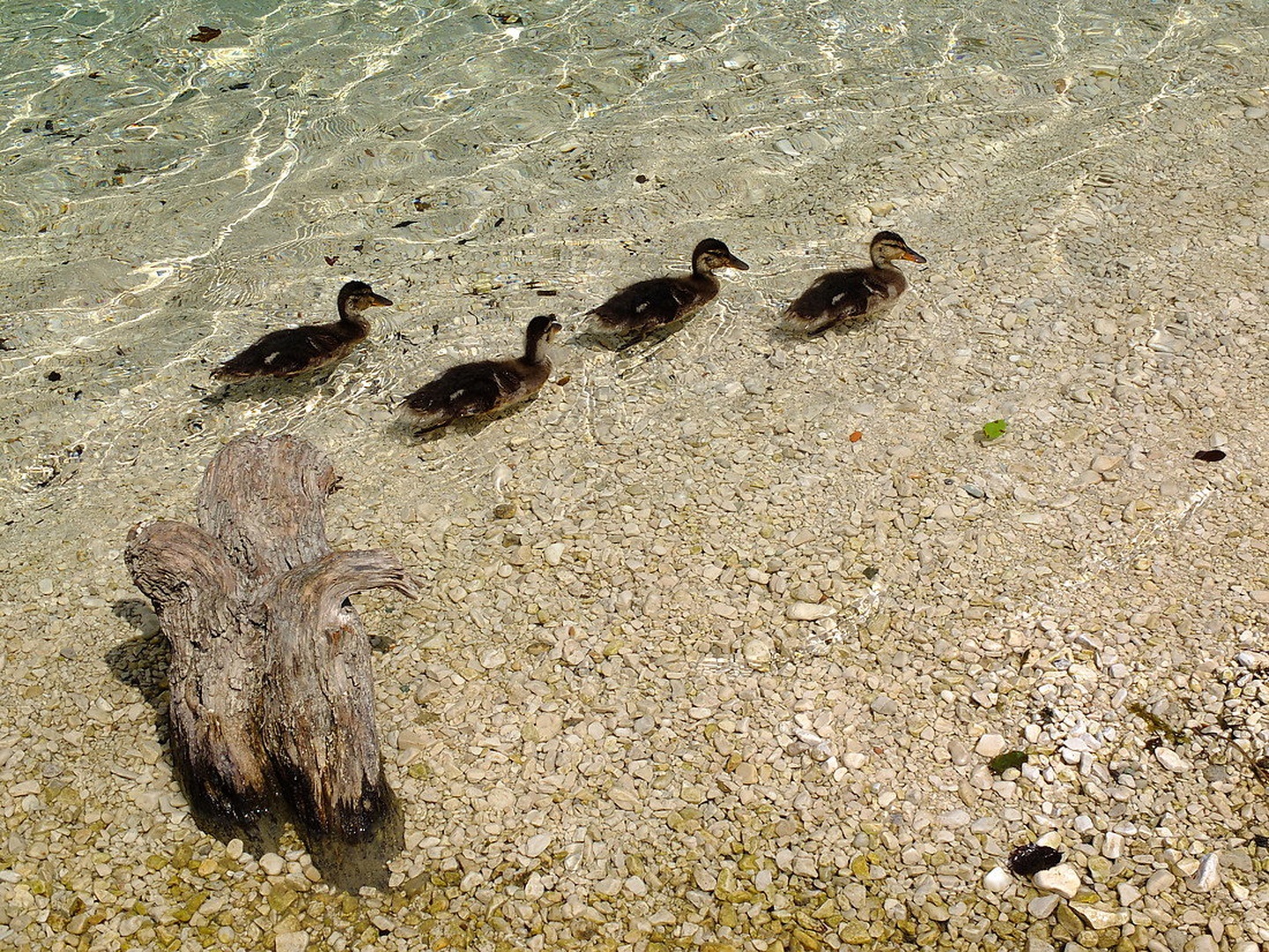 Ducklings by