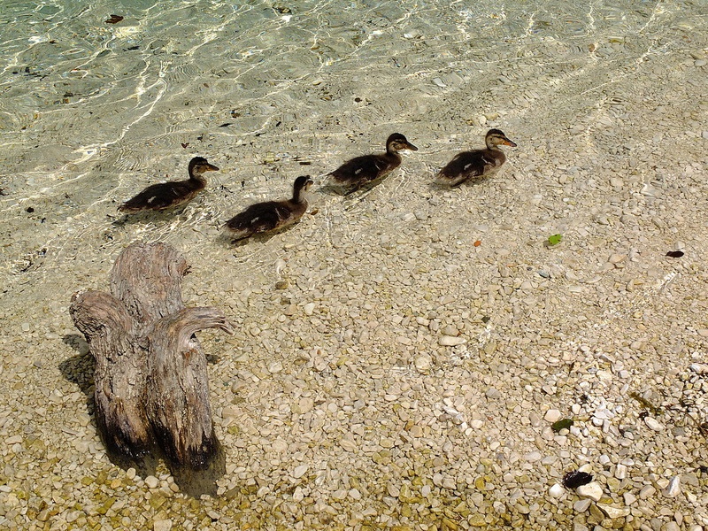 Ducklings by eledhwen