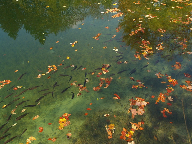 Symphony of autumn by eledhwen