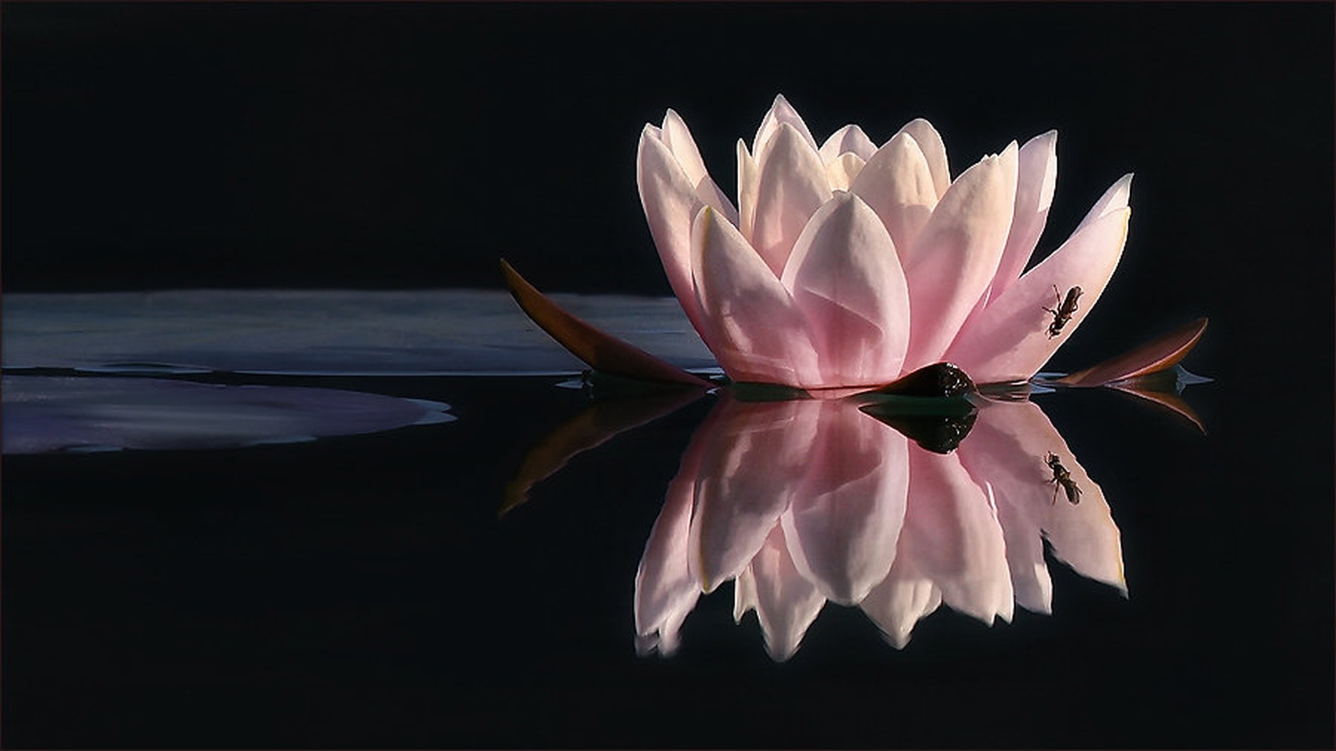 ogledalo by stefan