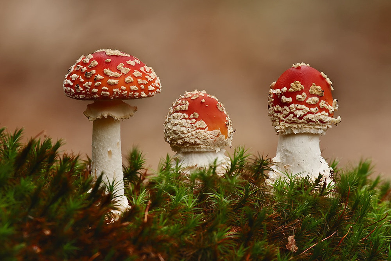 trio by stefan