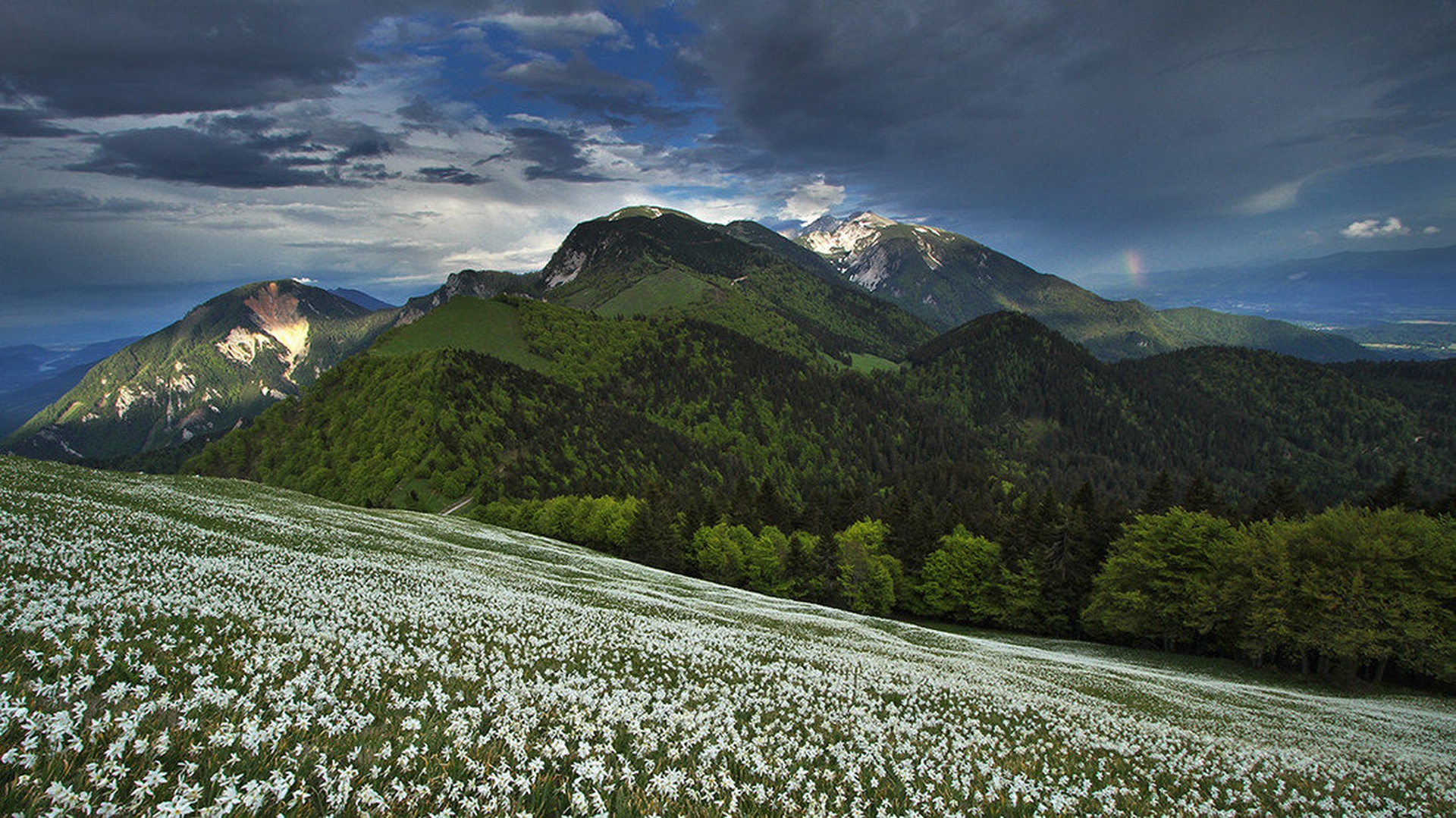 junijske snežne poljane by stefan