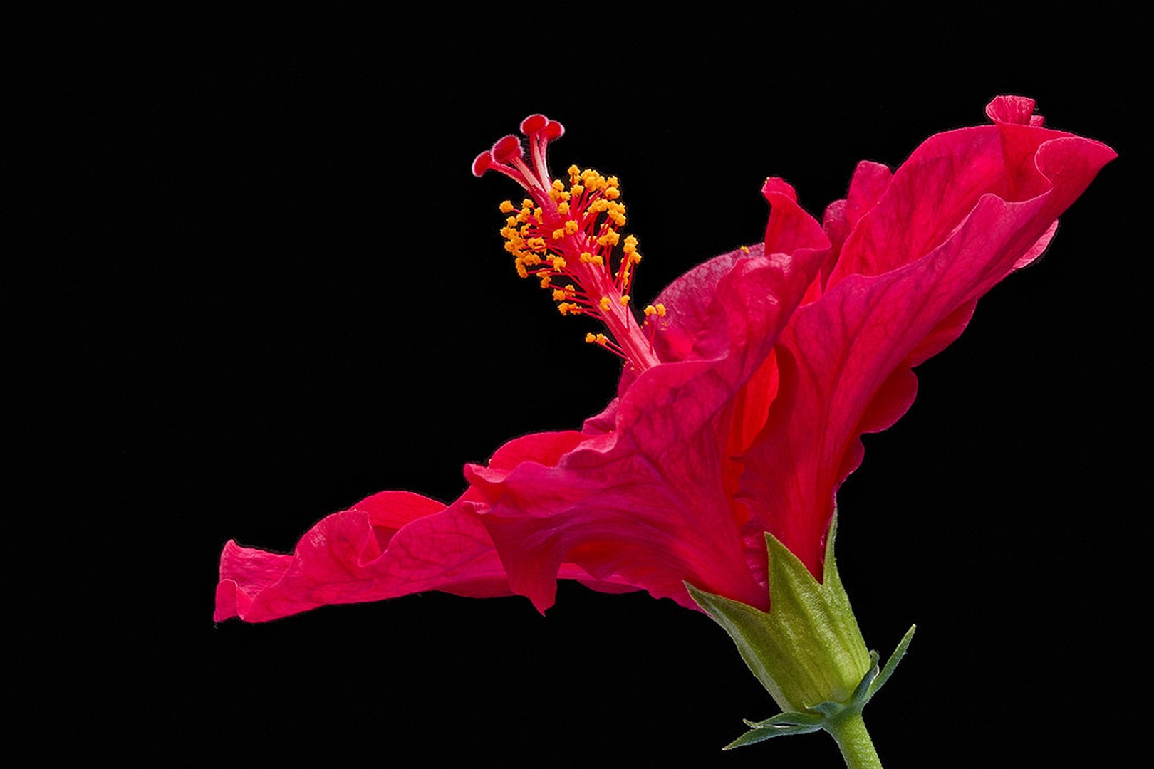 hibiscus by stefan