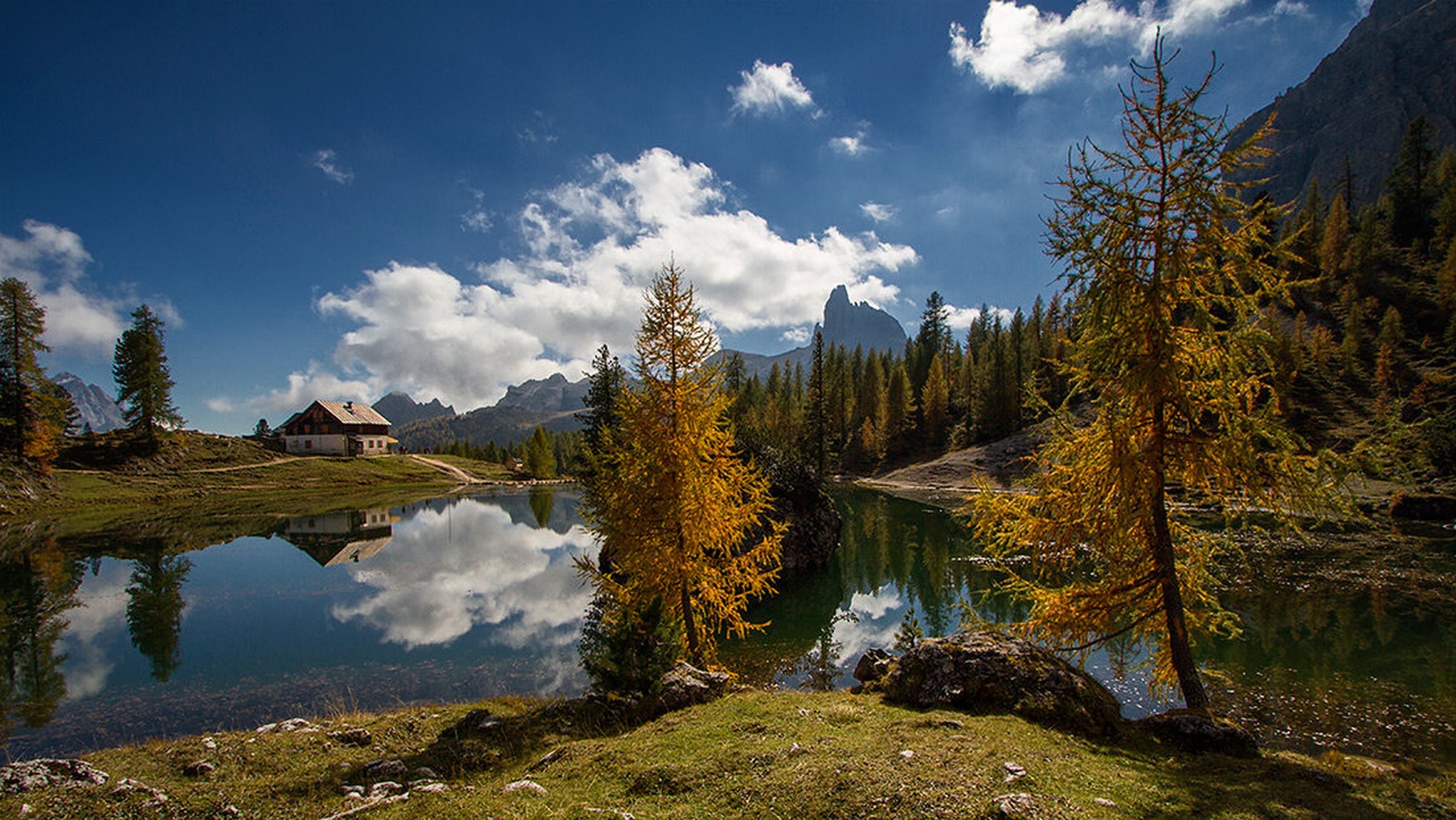 zlati macesni by stefan