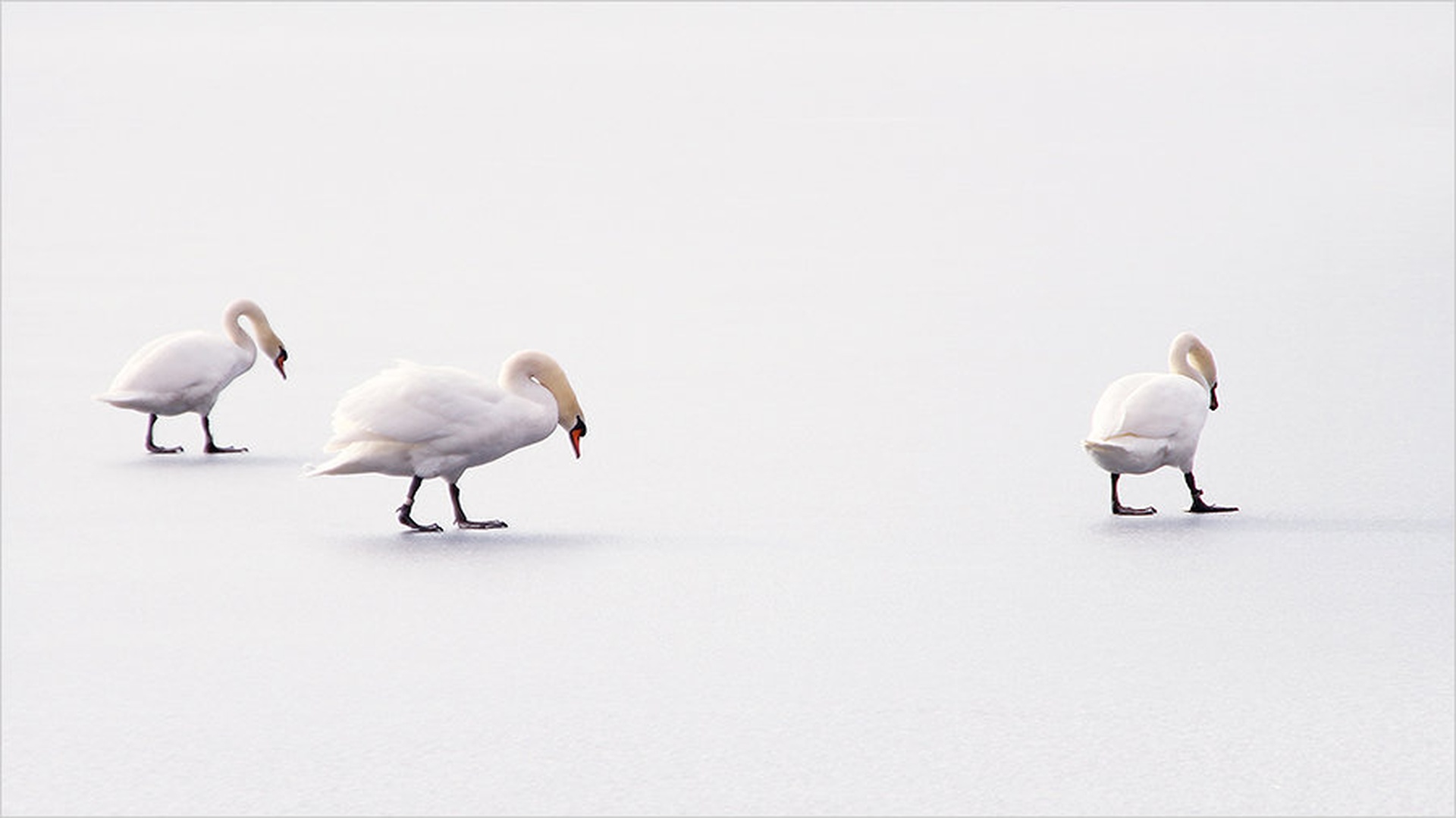 misleci by stefan