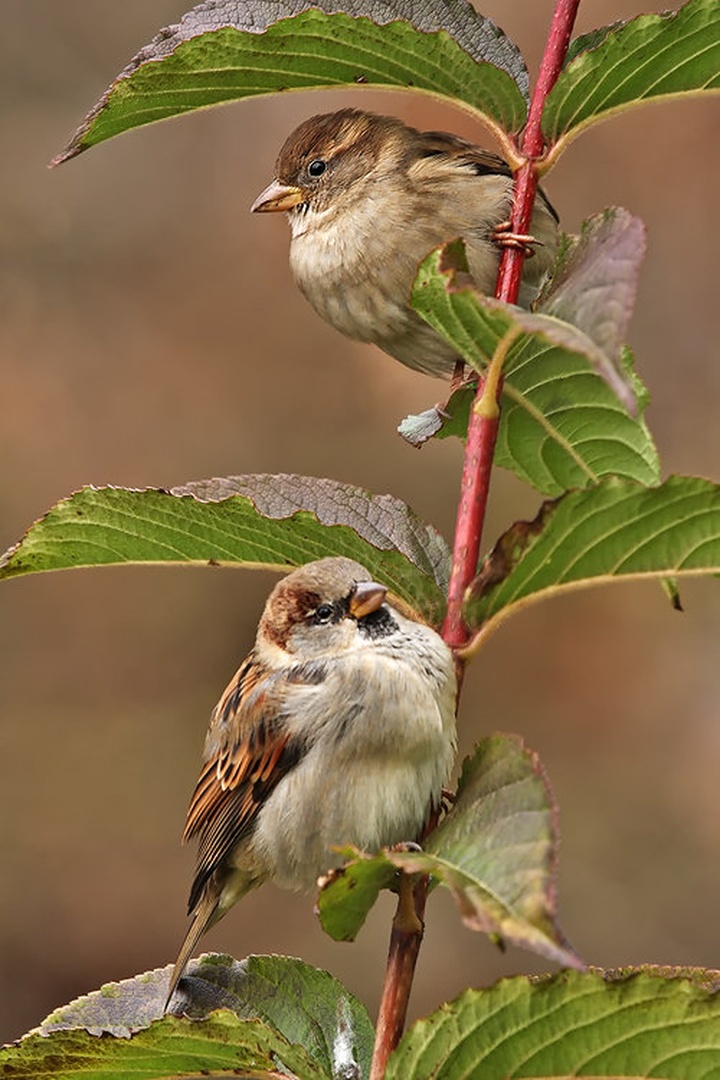 Hierarhija by stefan