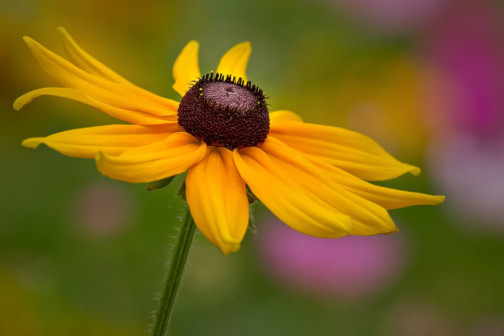 rudbecia by stefan