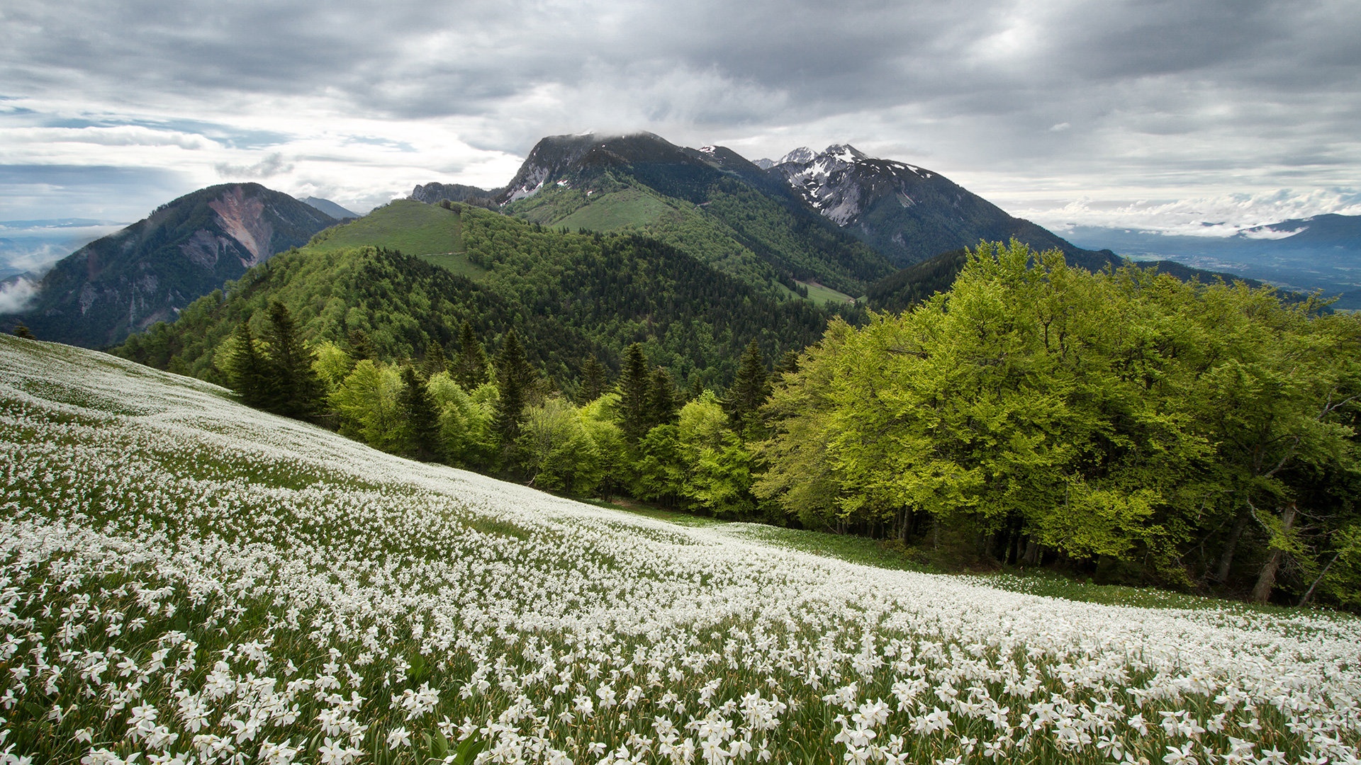 lep spomin by stefan