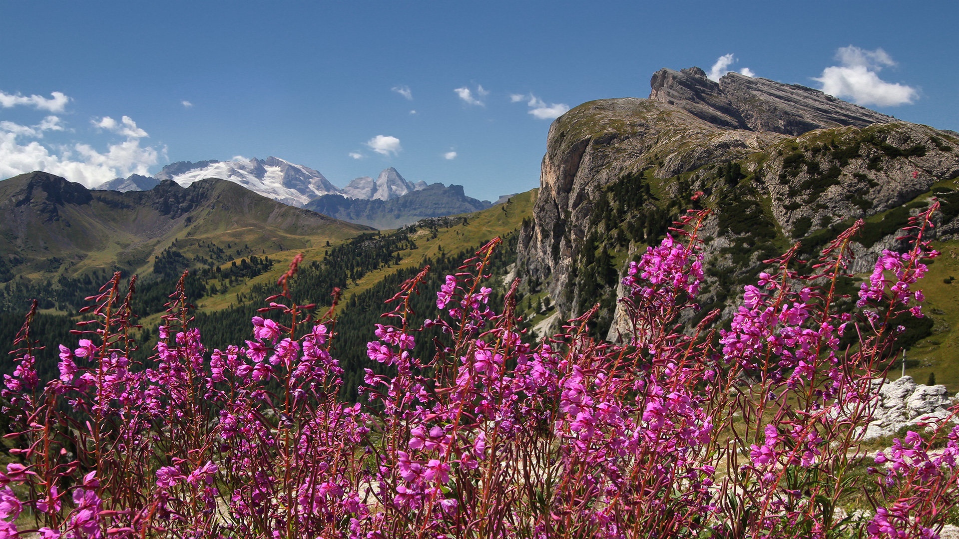 cvetoči Dolomiti by stefan