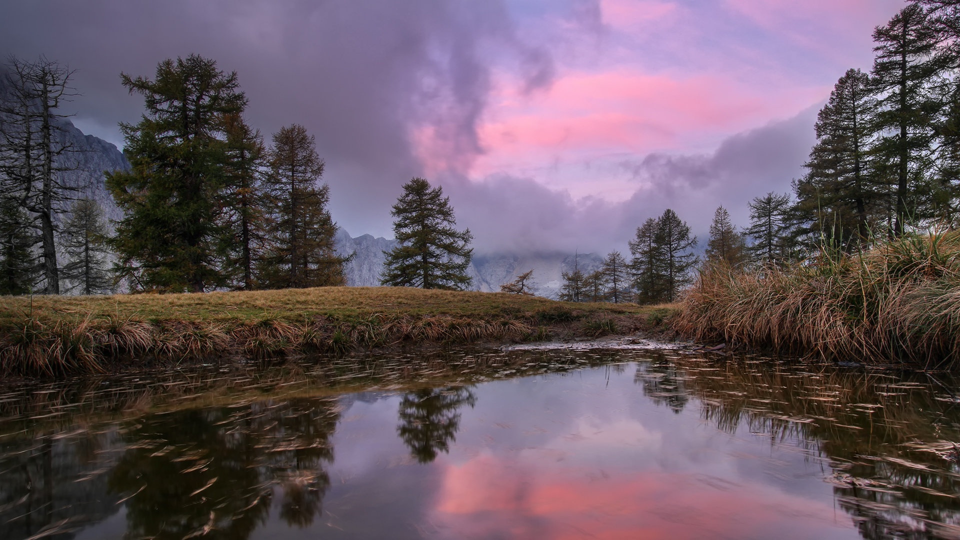 ples meglic by stefan
