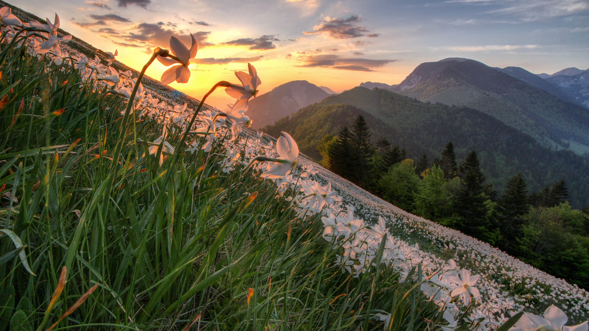 Dobro jutro Slovenija by stefan