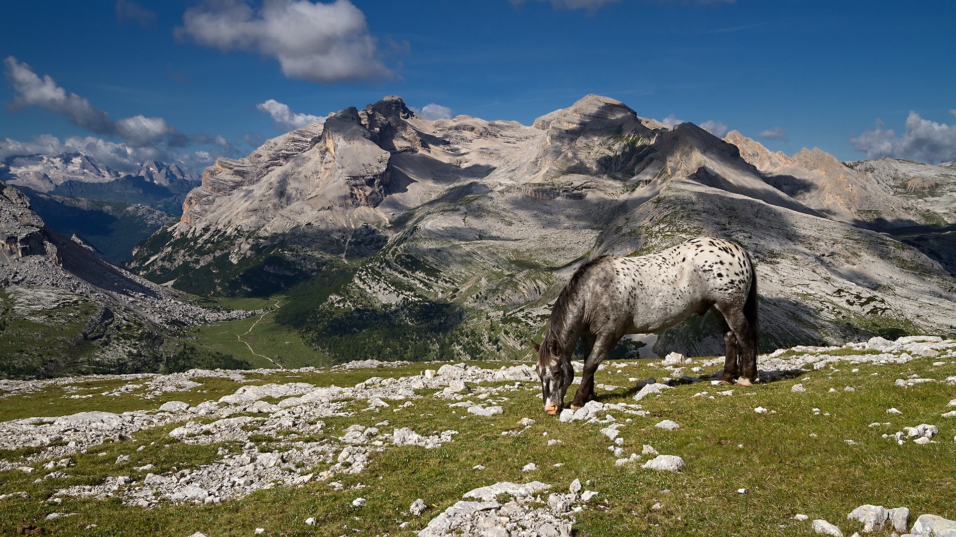 Visokogorska paša by stefan