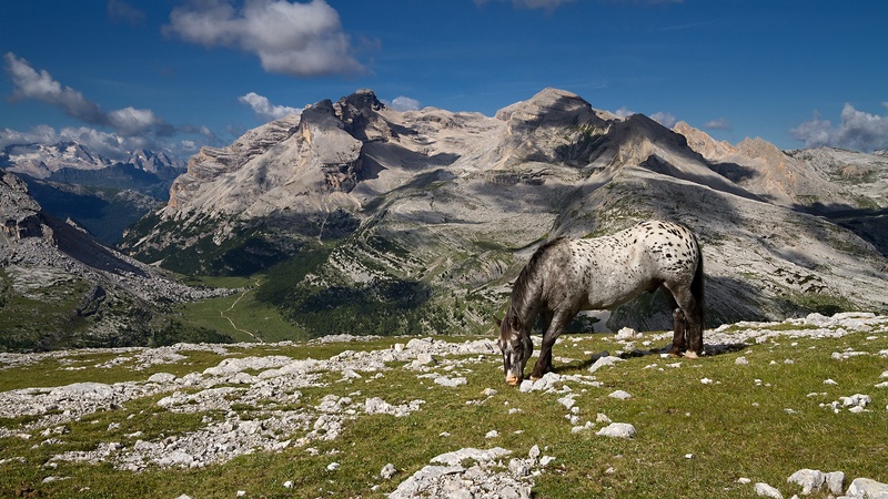 Visokogorska paša by stefan