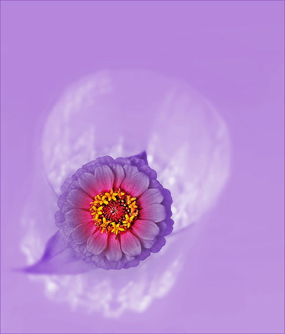 cvet by stefan