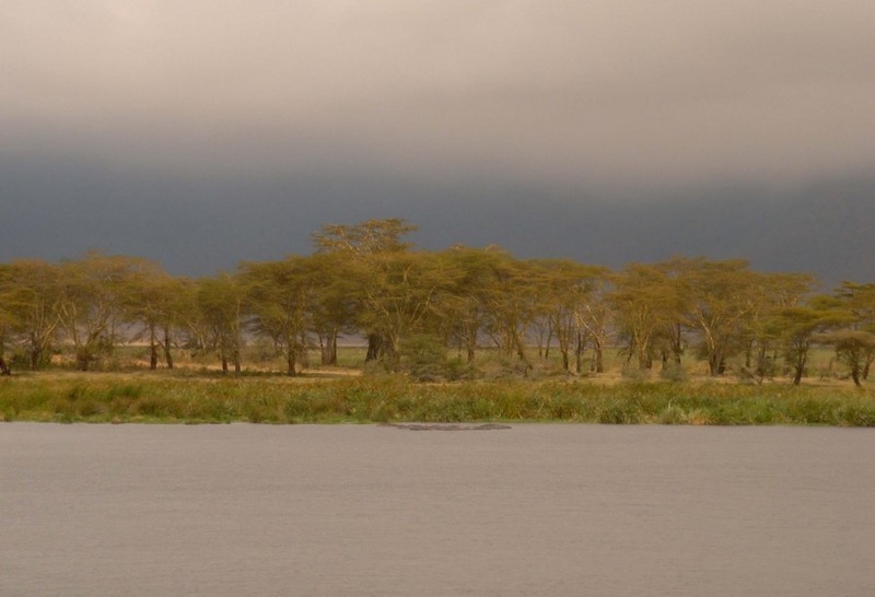 Ngorongoro by Mateja Purnat