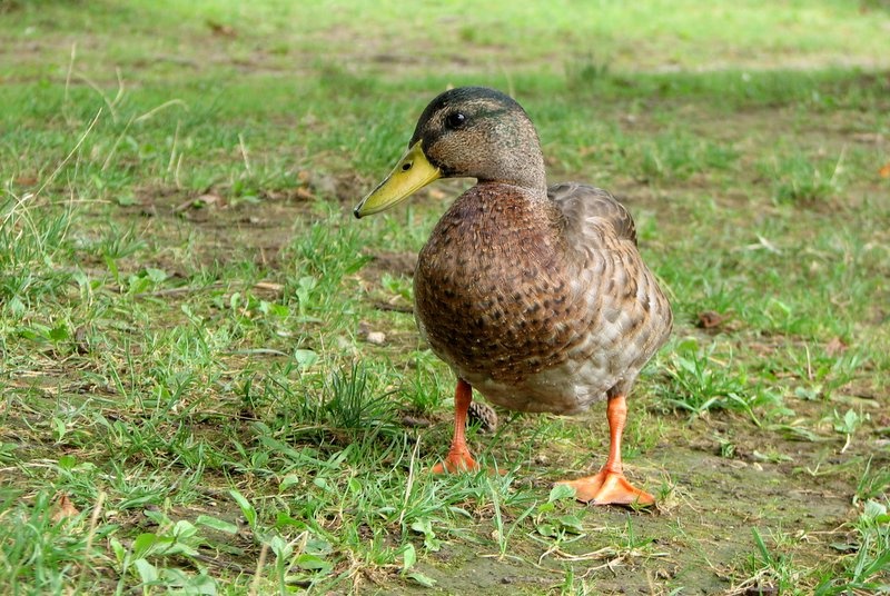 še ena blejska račka by guga