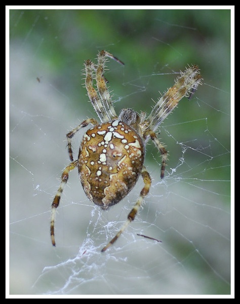 Spider by Žiga Logar