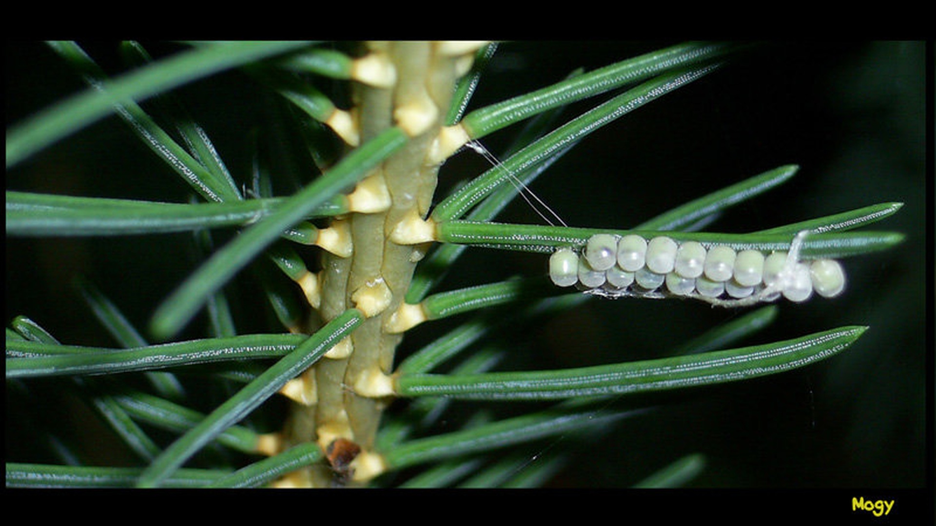 Baby spiders by Žiga Logar