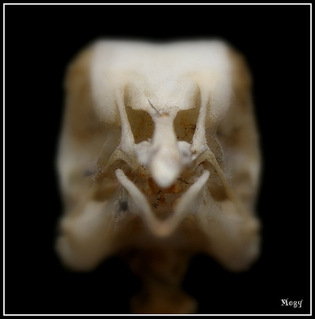 Smile! by Žiga Logar