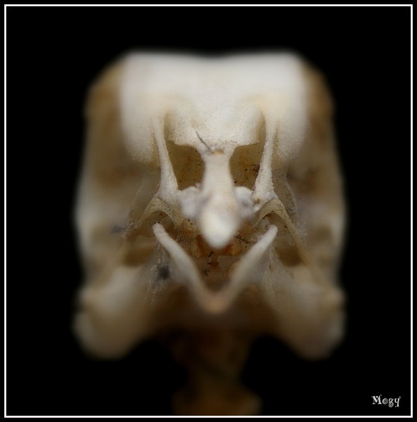 Smile! by Žiga Logar
