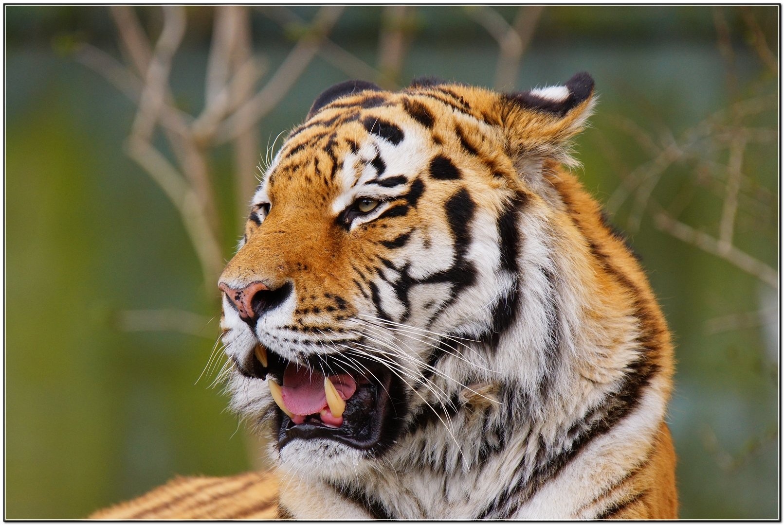 Sibirski Tiger! by chianti