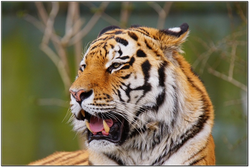 Sibirski Tiger! by chianti