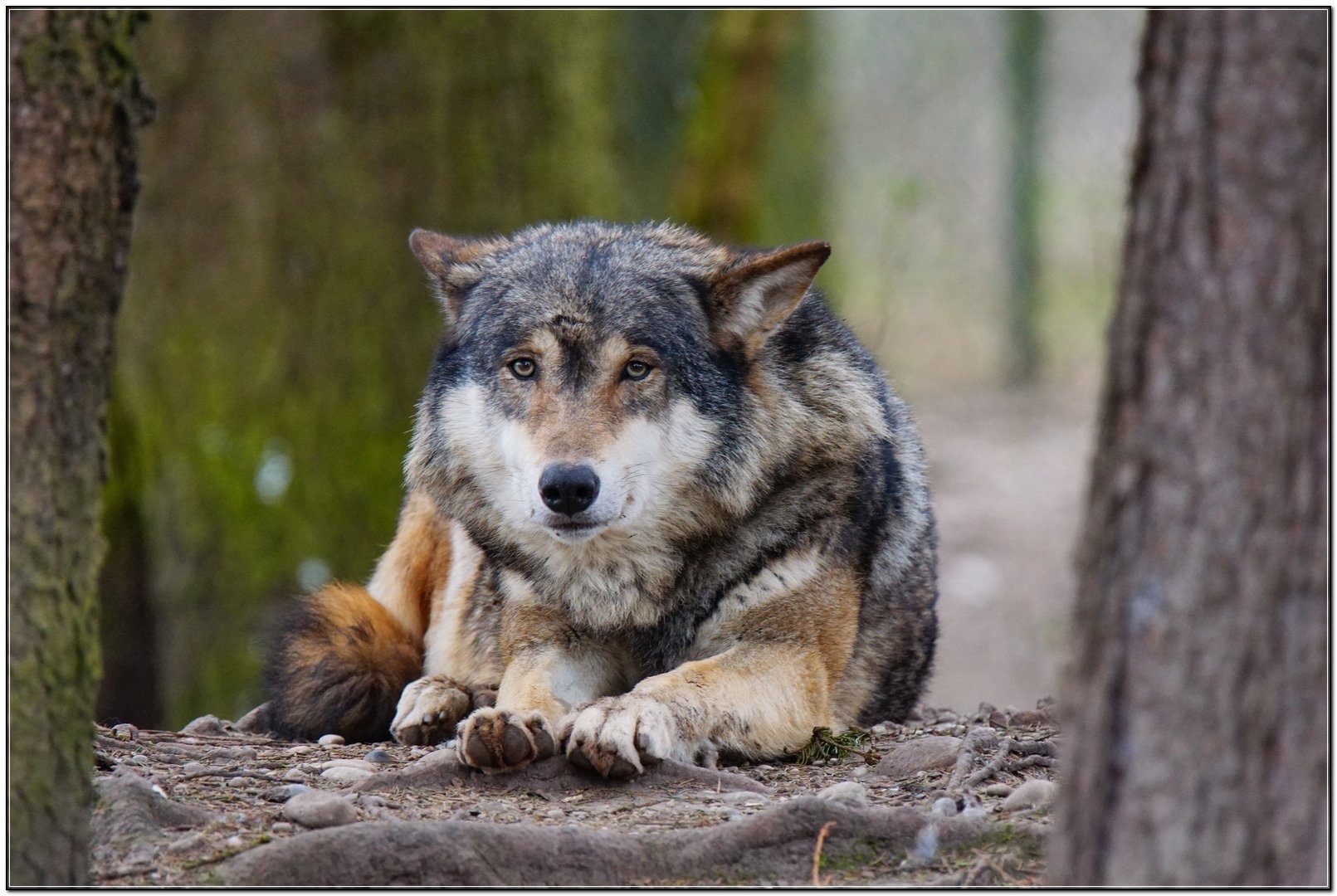 Volk ! by chianti