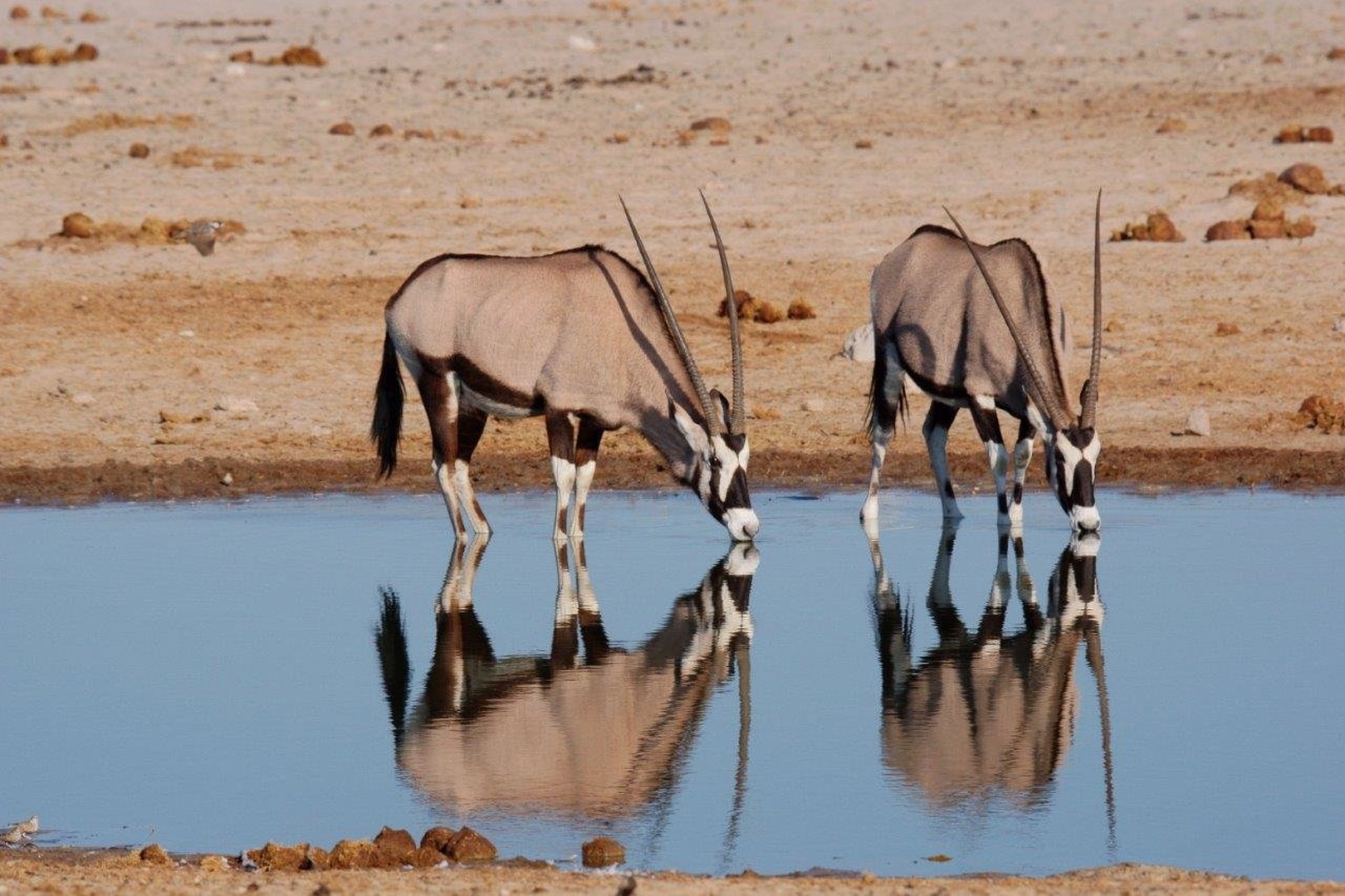Oryx by chianti