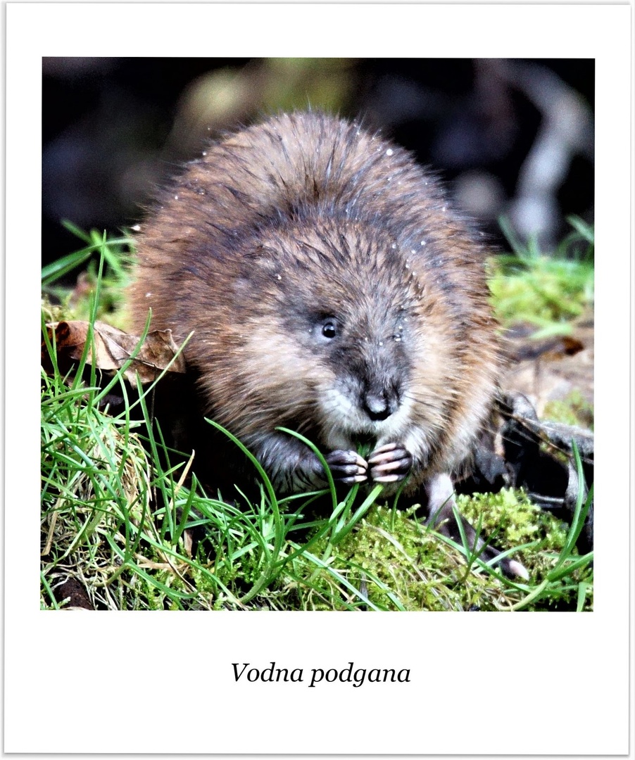 Vodna podgana by chianti