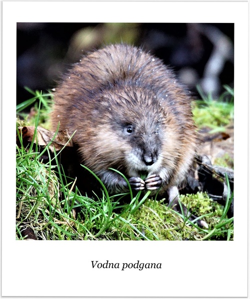 Vodna podgana by chianti