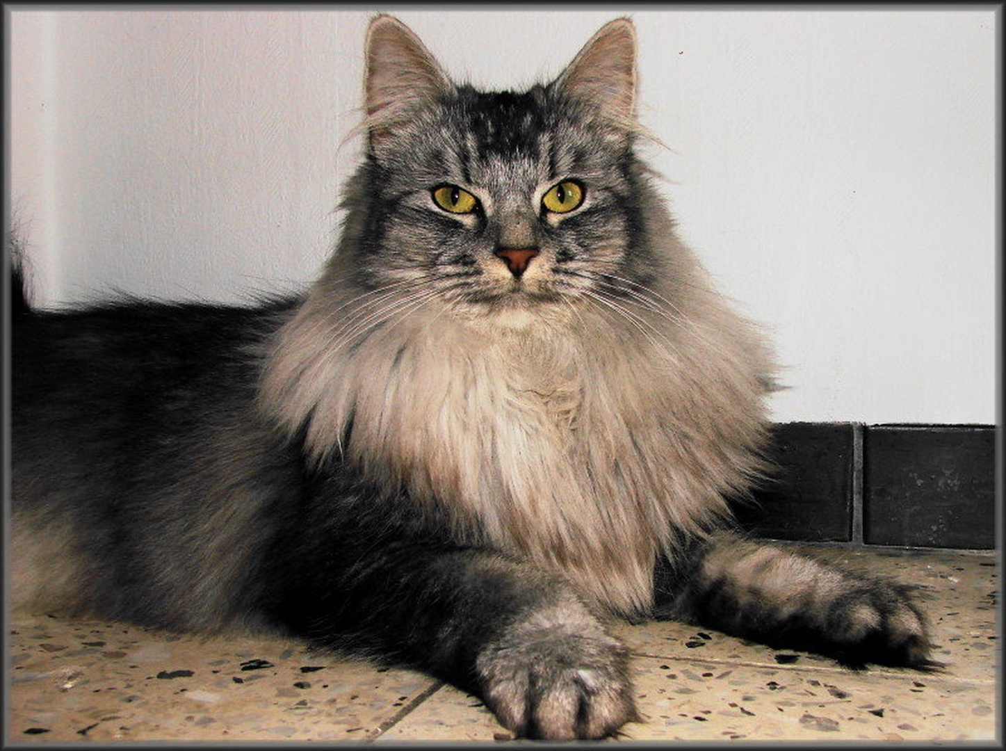 Norveska Macka by chianti